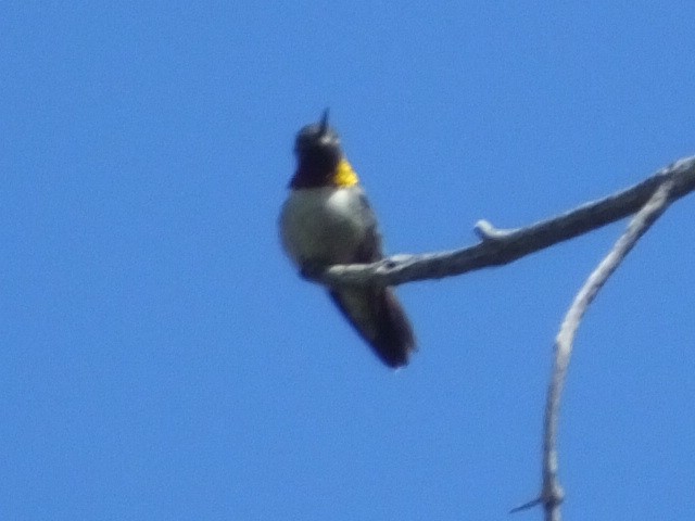 Broad-tailed Hummingbird - ML612258680