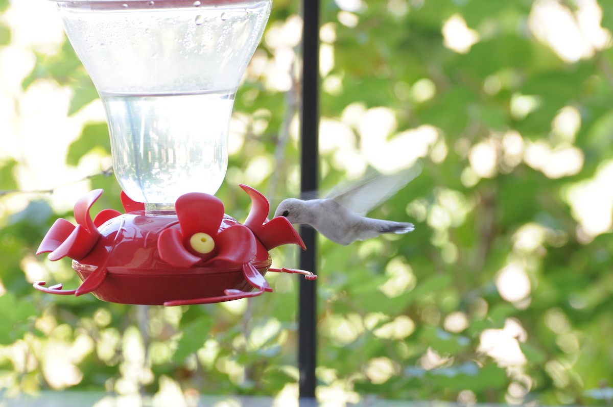 Black-chinned Hummingbird - ML612258772