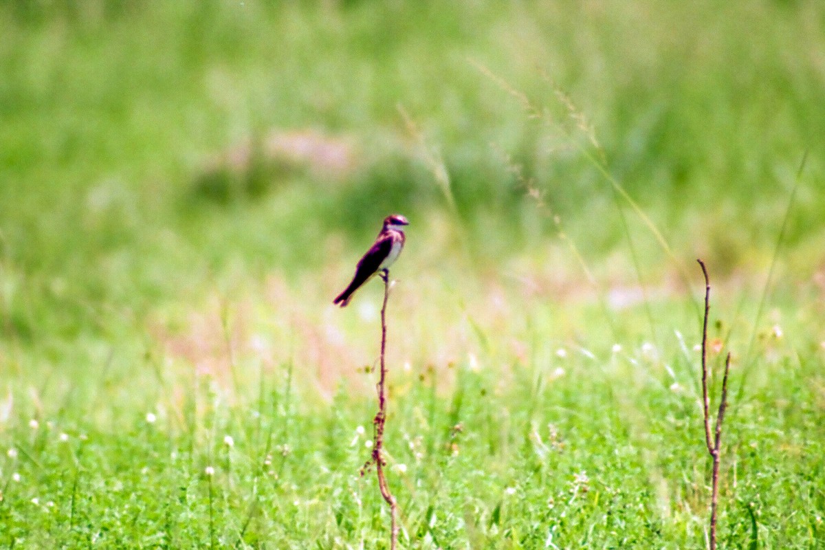 Banded Martin - ML612258891