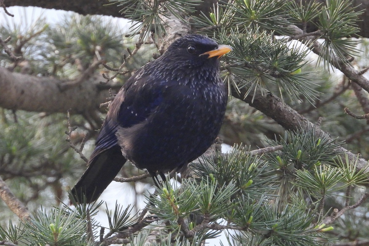 Blue Whistling-Thrush - ML612258921