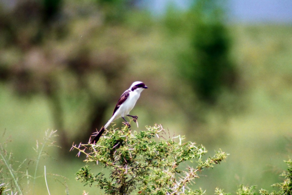 Gray-backed Fiscal - ML612258927