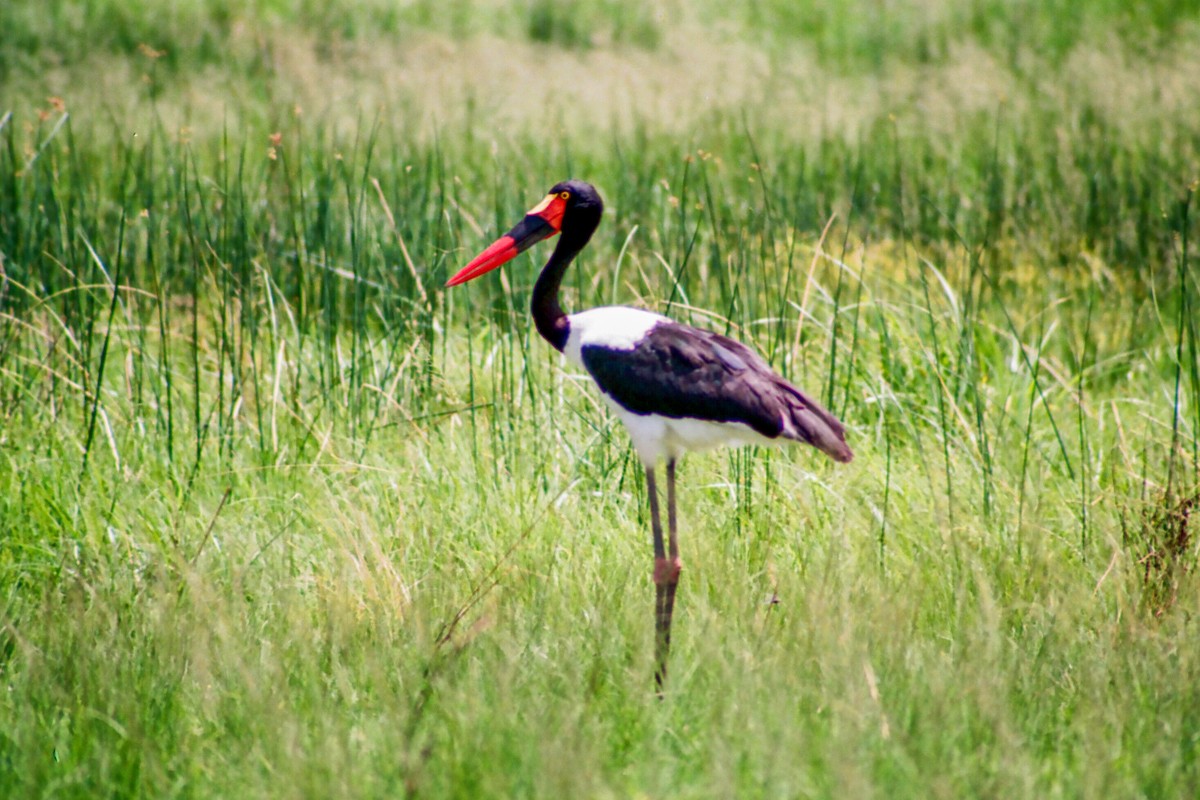 Saddle-billed Stork - ML612258944