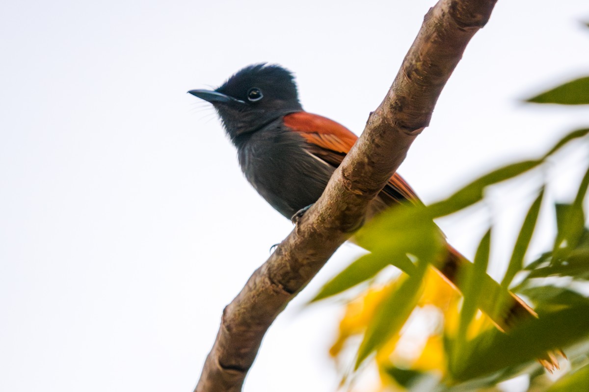 African Paradise-Flycatcher - jay wong