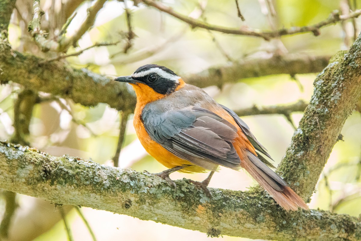 White-browed Robin-Chat - jay wong