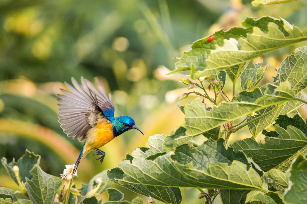 Variable Sunbird - jay wong