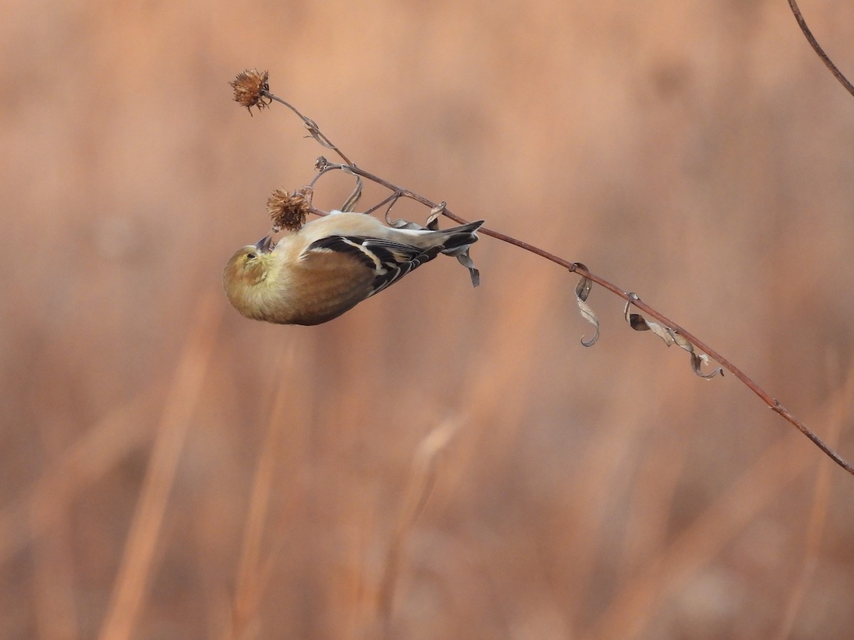 American Goldfinch - ML612259047