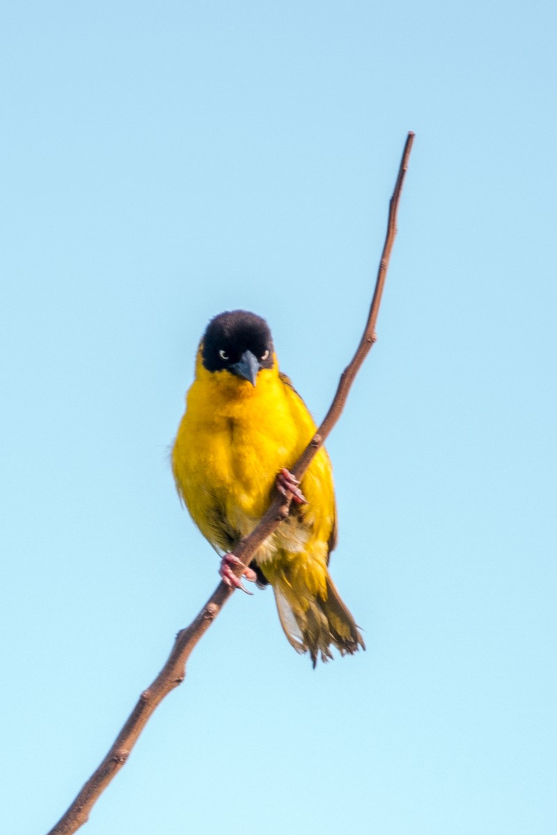 Baglafecht Weaver - jay wong