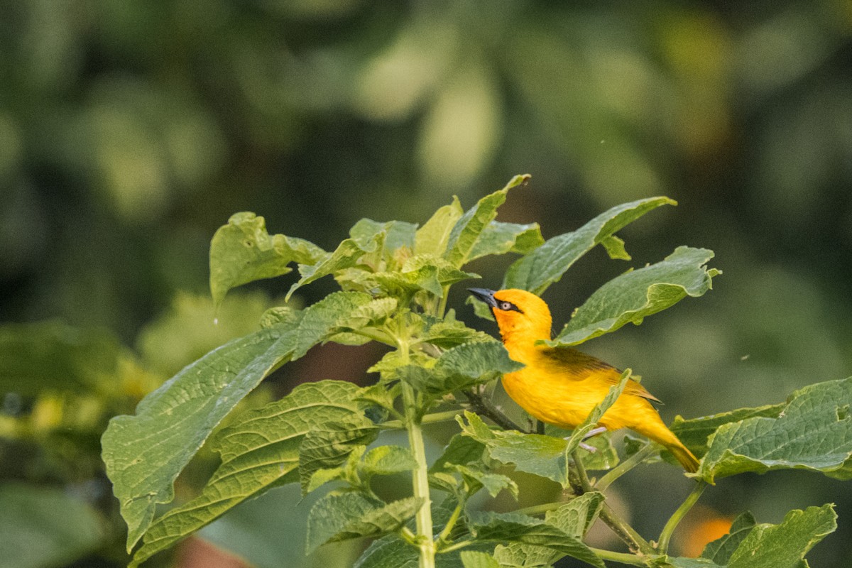 Spectacled Weaver - jay wong