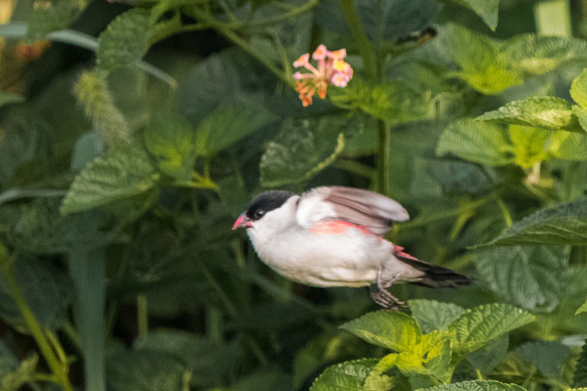 Black-crowned Waxbill - ML612259069