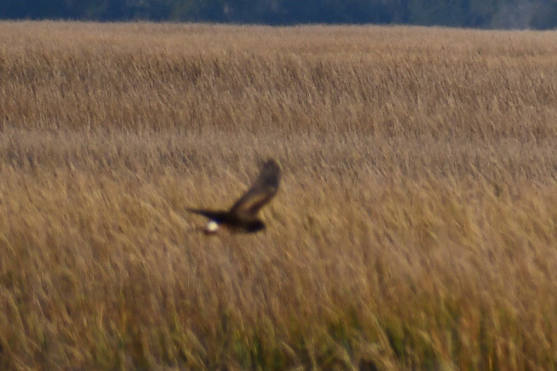 Northern Harrier - ML612259075