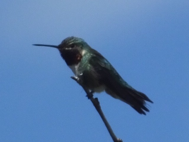 Broad-tailed Hummingbird - ML612259141
