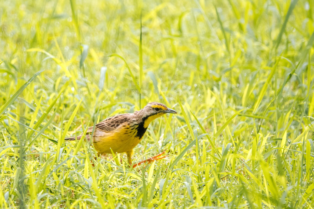 Yellow-throated Longclaw - jay wong
