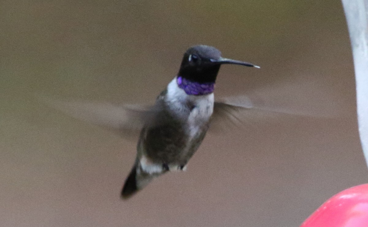 Colibri à gorge noire - ML612259257