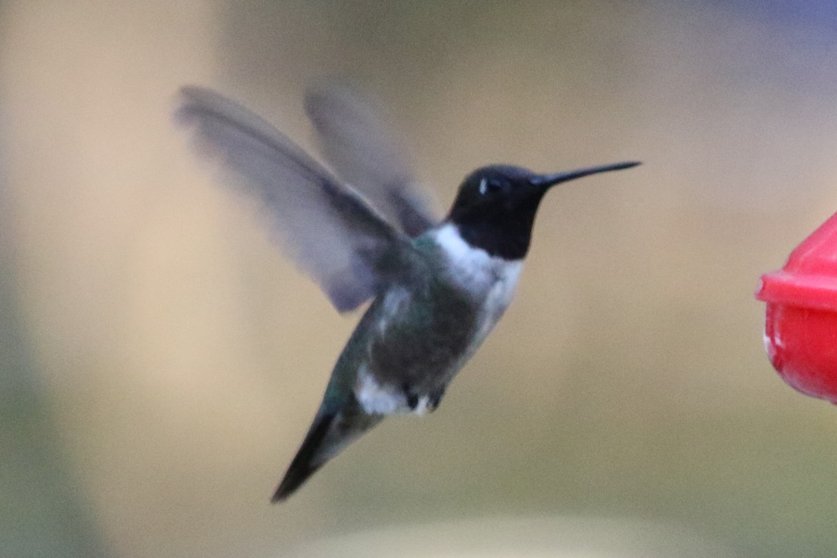 Colibri à gorge noire - ML612259258