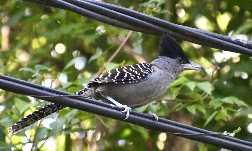 Giant Antshrike - ML612259293