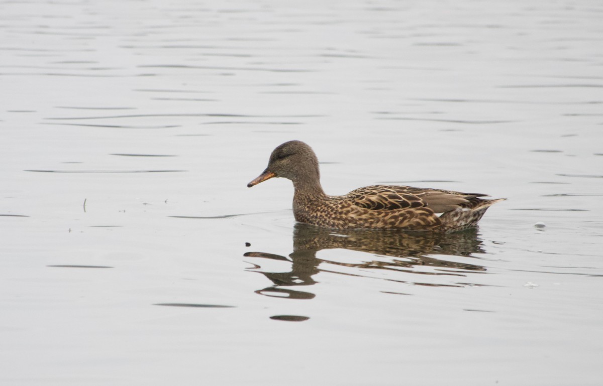 Gadwall - ML612259391