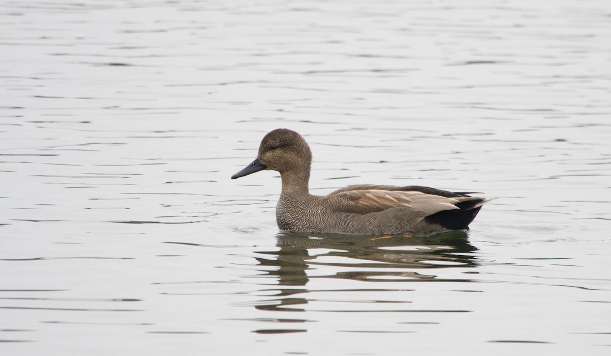 Gadwall - Stuart Malcolm