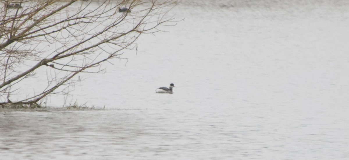 Eared Grebe - ML612259395