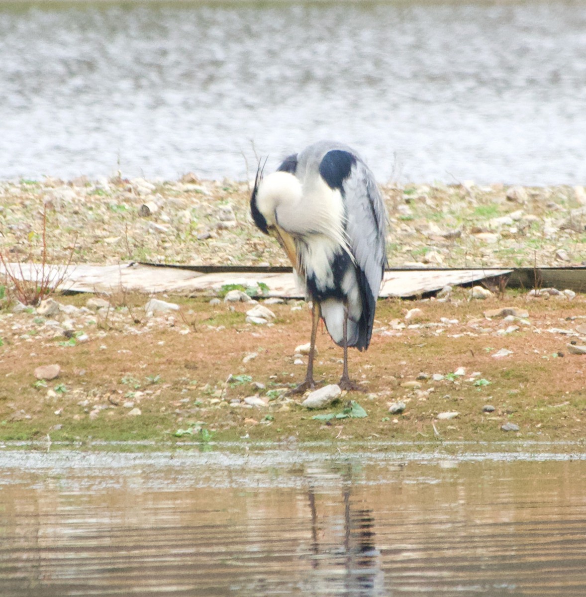 Gray Heron - ML612259400