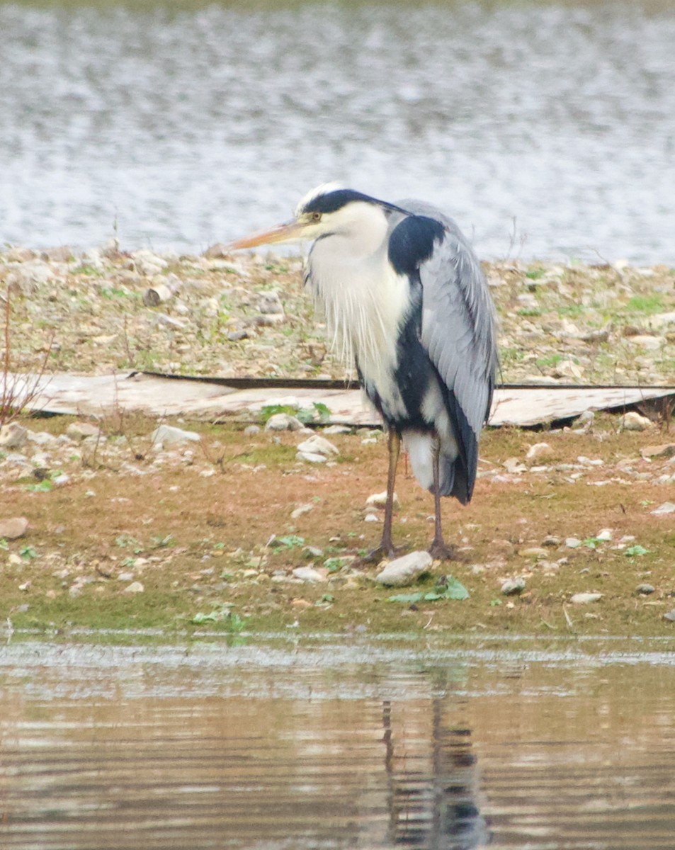 Gray Heron - Stuart Malcolm