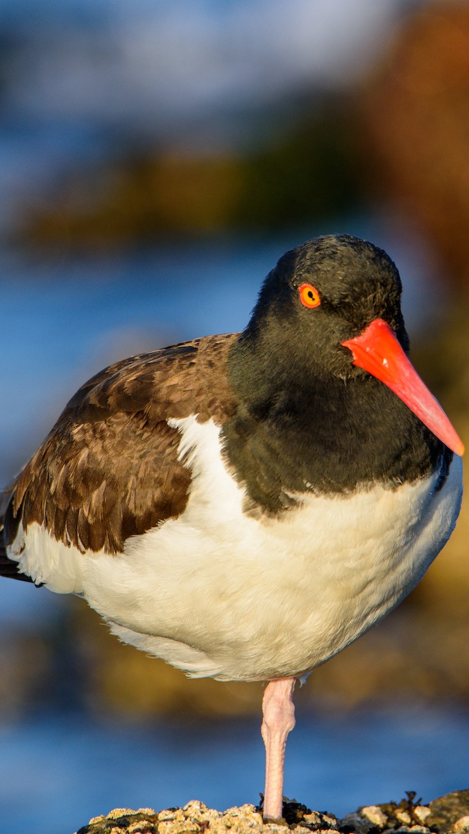 American Oystercatcher - ML612259428