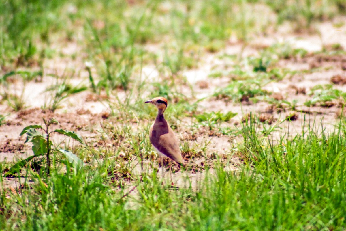 Temminck's Courser - ML612259429