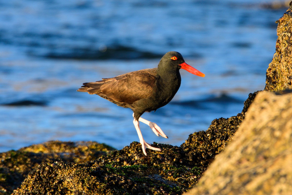 Blackish Oystercatcher - ML612259430