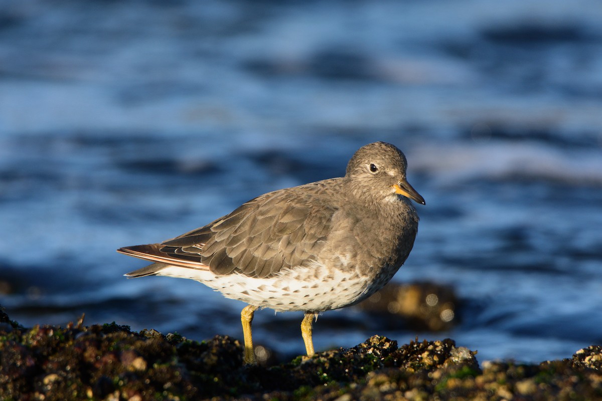 Surfbird - Sebastián Acevedo