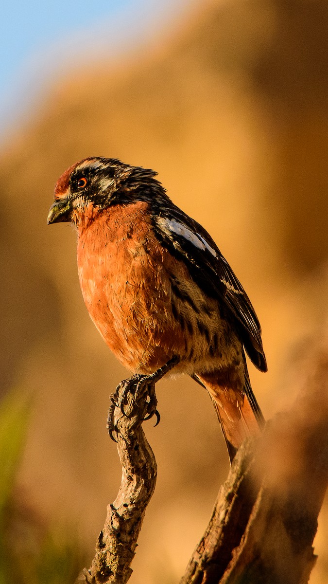 Rufous-tailed Plantcutter - Sebastián Acevedo