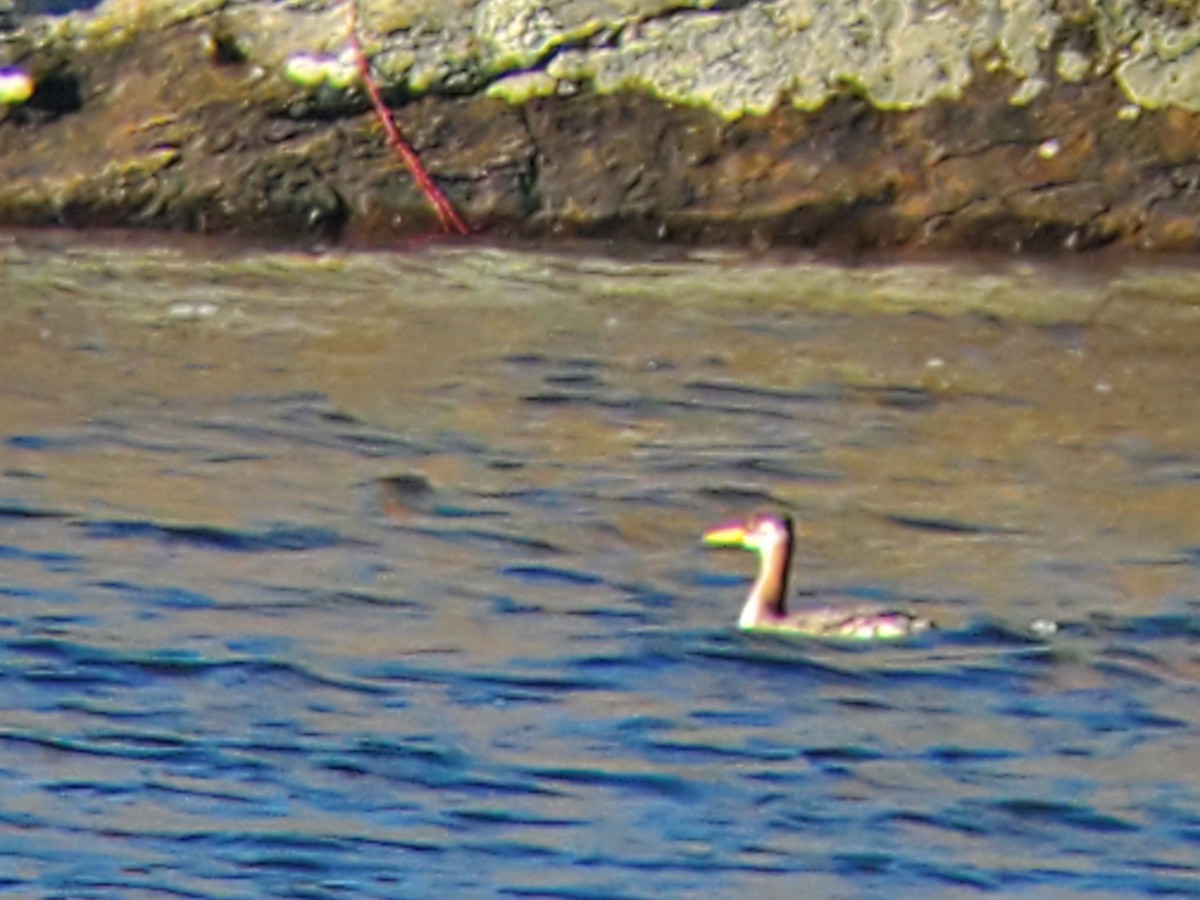 Red-necked Grebe - ML612259455