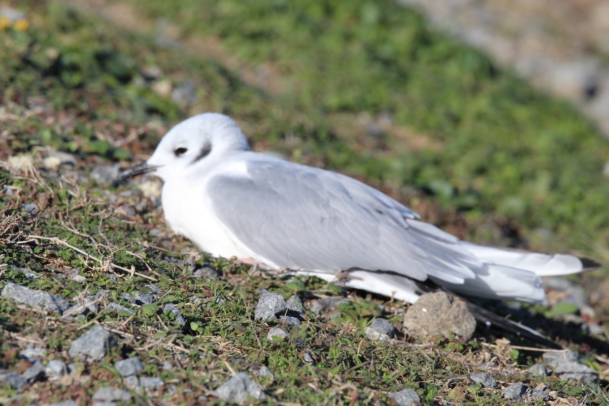 Bonaparte's Gull - George Dokes