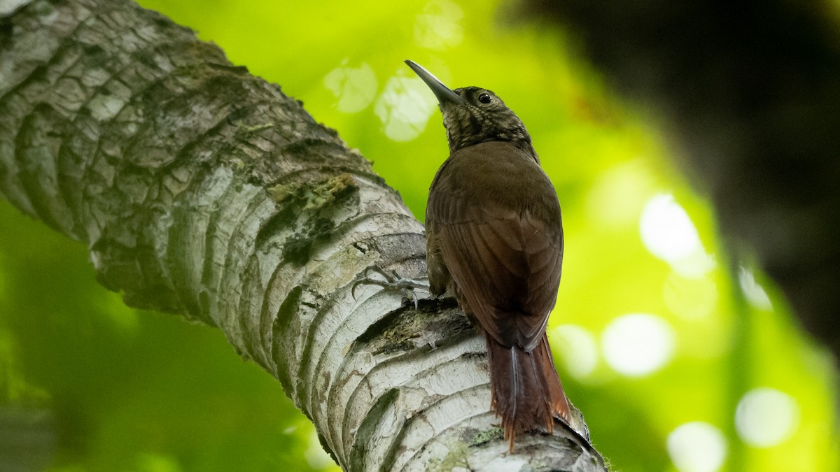 Olive-backed Woodcreeper - ML612259581