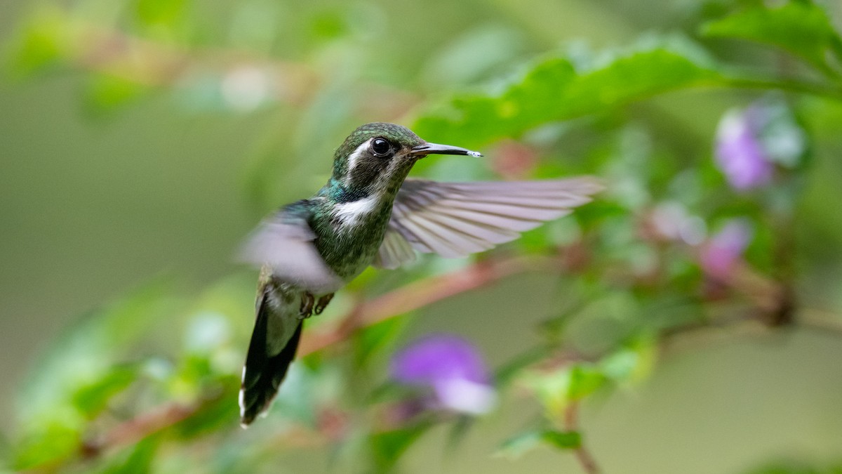 Geoffroy's Daggerbill - Mathurin Malby