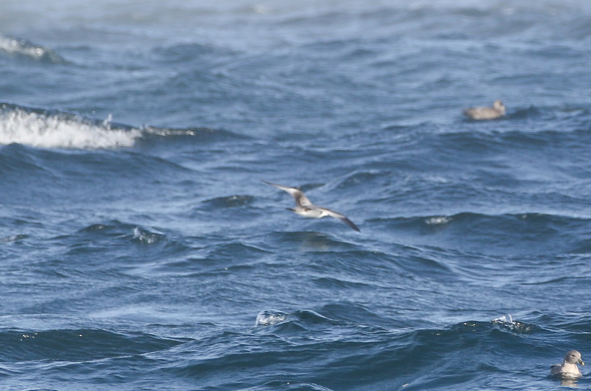 Buller's Shearwater - ML612259732