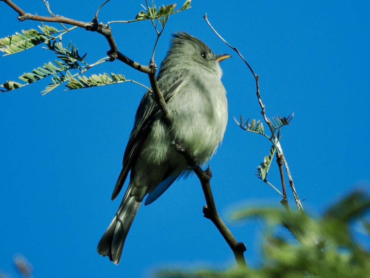 Greater Pewee - ML612259765