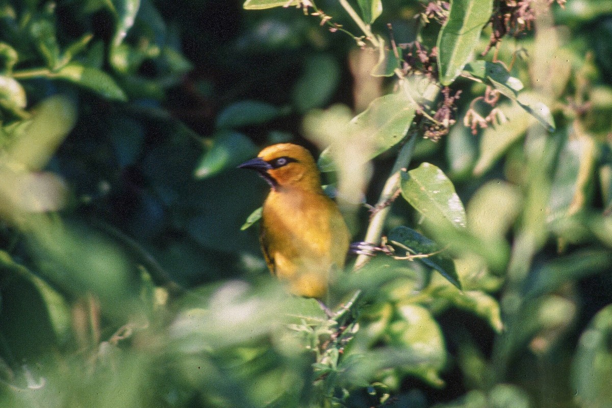 Spectacled Weaver (Yellow-throated) - ML612259774