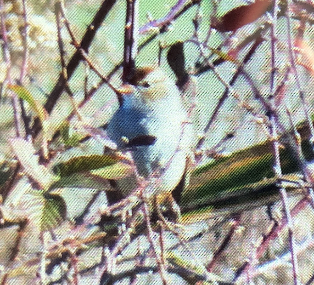 White-crowned Sparrow - ML612259780
