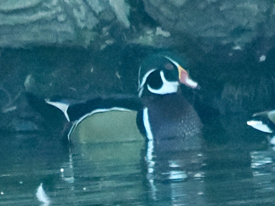 Wood Duck - ML612259797