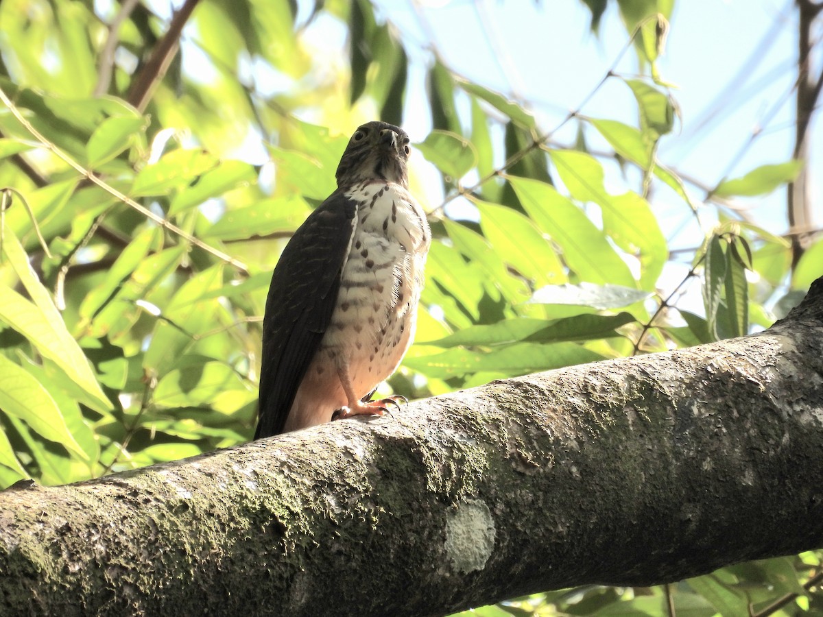 Double-toothed Kite - ML612259819