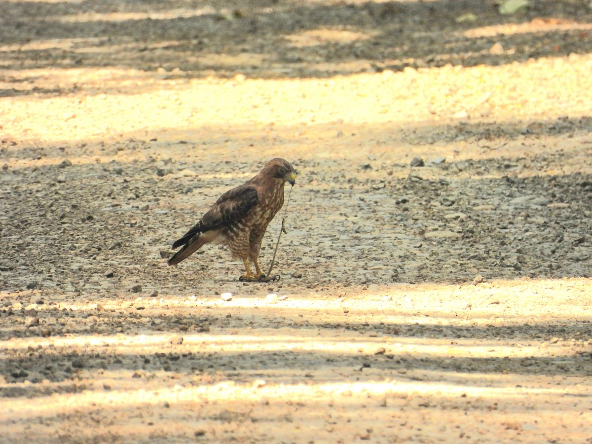 Broad-winged Hawk - Néstor Villalobos Rojas