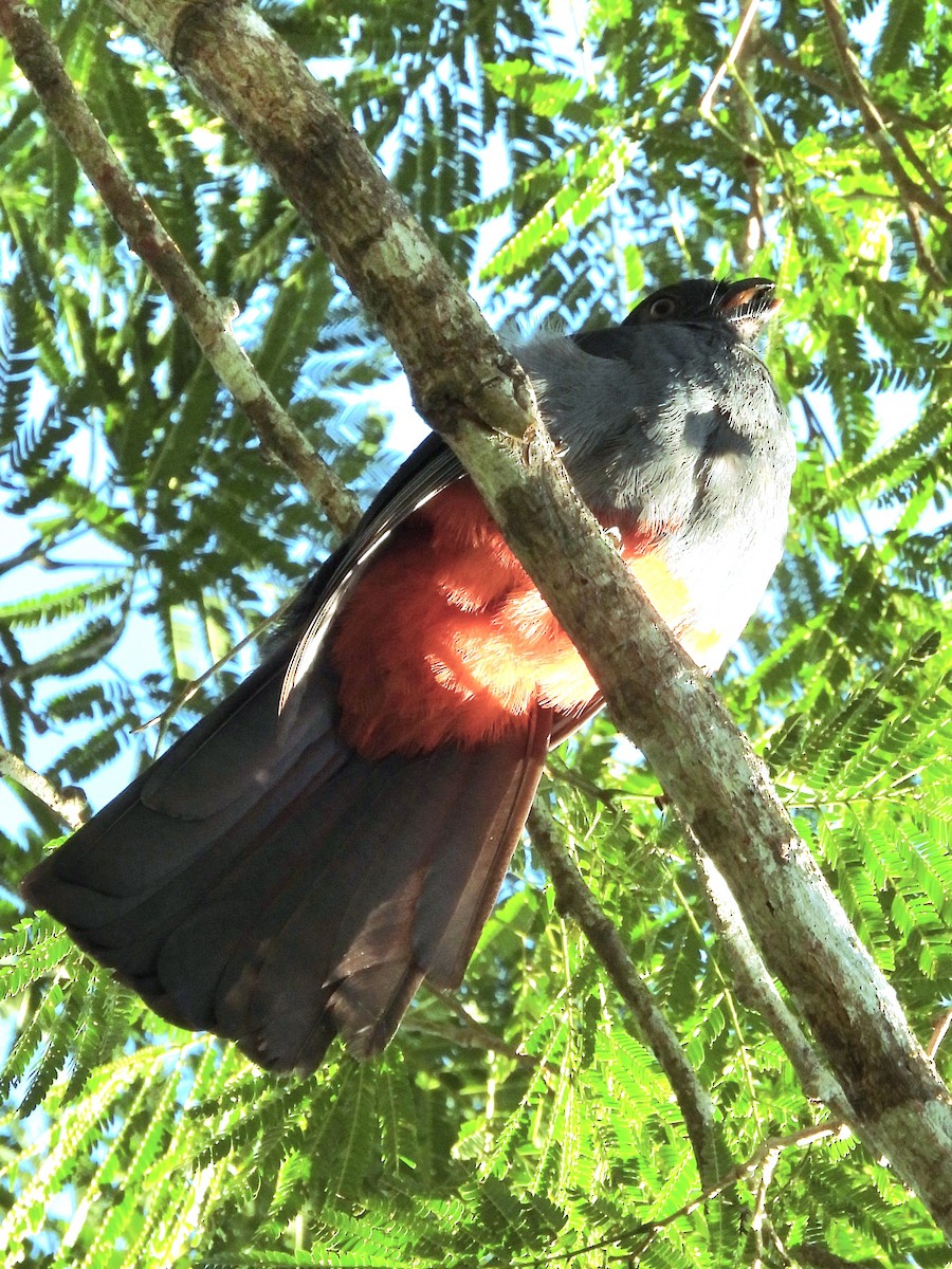 Slaty-tailed Trogon - ML612259825