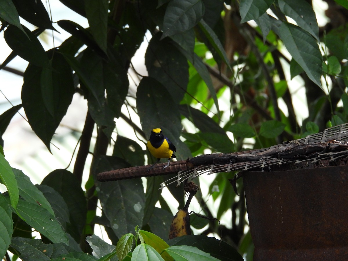 Spot-crowned Euphonia - ML612259835