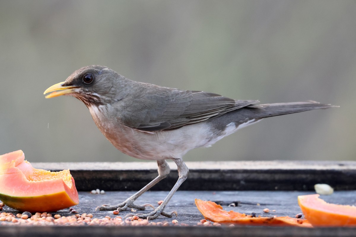 Creamy-bellied Thrush - ML612259845