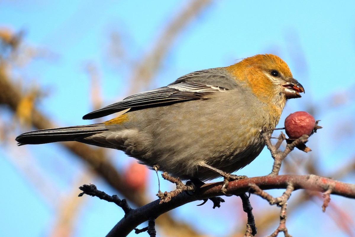 Pine Grosbeak - Ben Bright