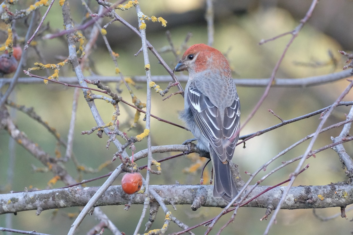 Pine Grosbeak - ML612259880