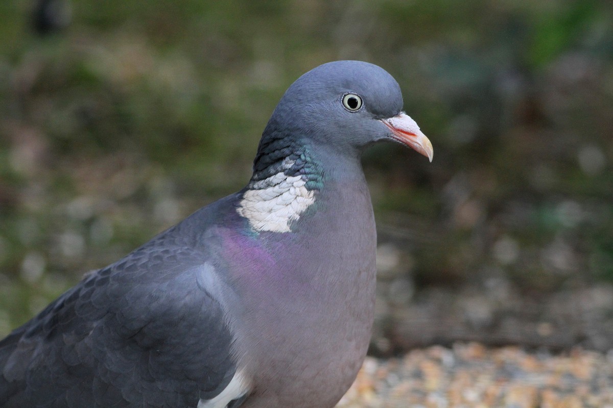 Common Wood-Pigeon - ML612259890
