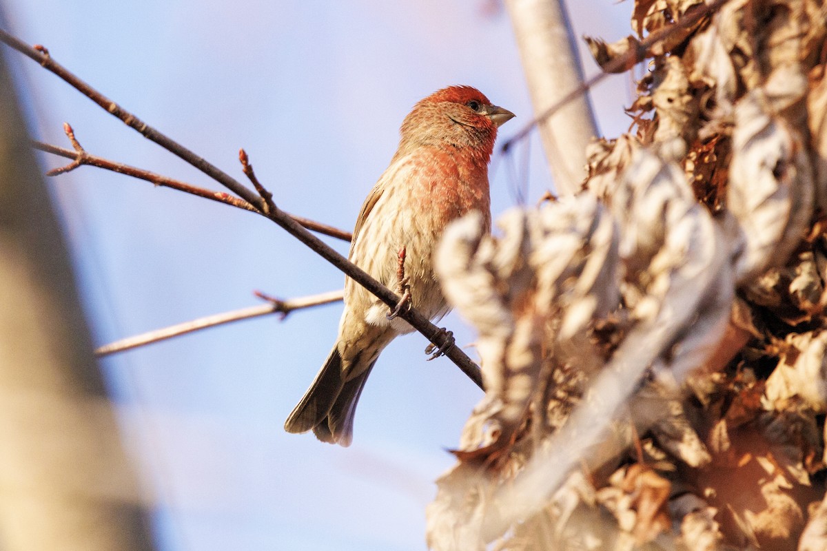 House Finch - ML612259962