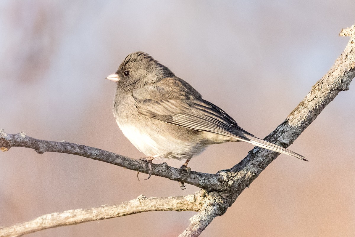 Junco ardoisé - ML612259965