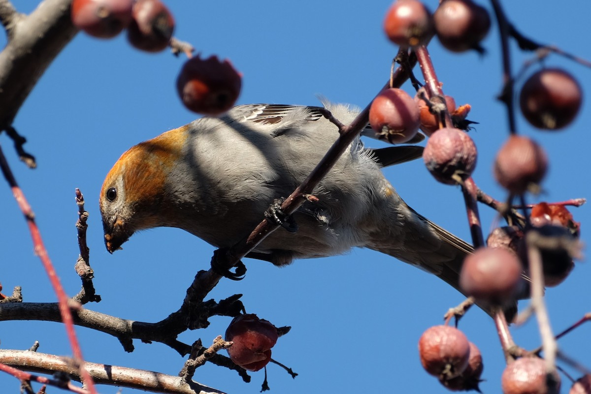 Pine Grosbeak - Ben Bright