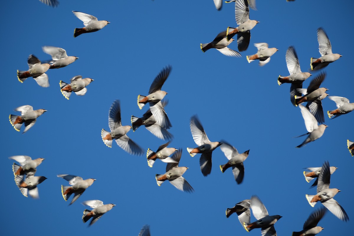 Bohemian Waxwing - ML612259979